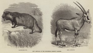 Nieuwe aankomsten in de tuinen van de Zoological Society door Thomas W. Wood